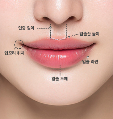 일반적인 입술 구조